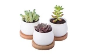 3 piece Mini Succulent set