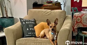 A Chihuahua mix dog on a velveteen green chair in a reading nook.